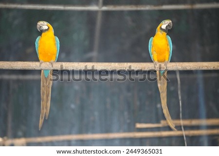 Delhi, India - 13 April 2024, twin Macaw parrot looking opposite direction of each other, random picture 1