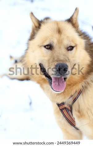 The Greenlandic sled dog near Sisimiut in Greenland.