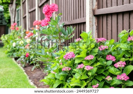 Hydrangea macrophylla deciduous shrub plant (otherwise known as bigleaf or mophead) blossoms with purple pink flowers in the foreground of domestic backyard garden with lawn and fences Royalty-Free Stock Photo #2449369727
