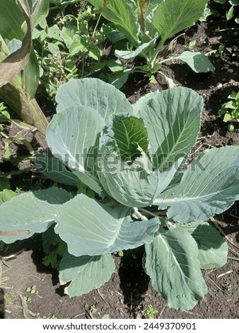 Cabbage Farming Royalty Free Images 