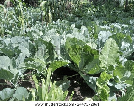 Cabbage Farming Royalty Free Images 