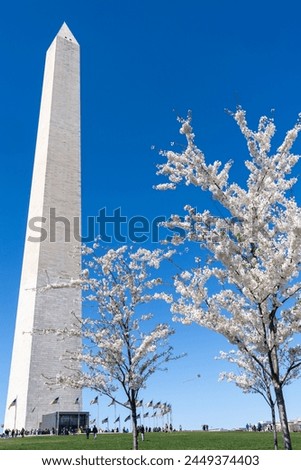 Washington Monument and cherry blossoms in the spring in DC USA