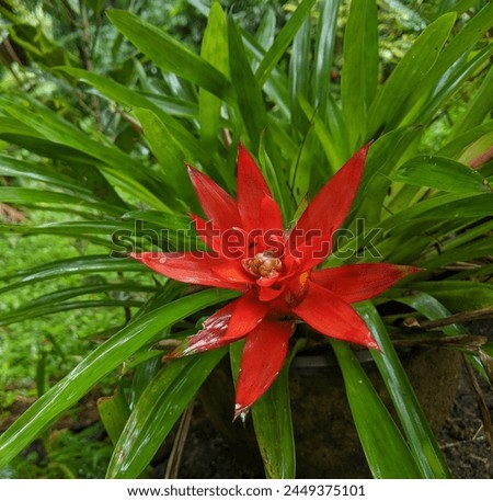 Green decoration flowers floral images red flowers