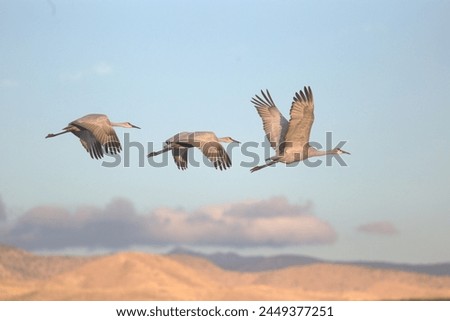 Bosque Del Apache, Three Sandhill Cranes Royalty-Free Stock Photo #2449377251