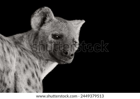 black and white hyena portrait on the black background