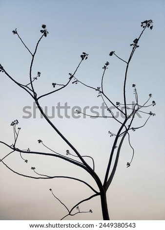 New born leaves in blue dusky sky  Royalty-Free Stock Photo #2449380543