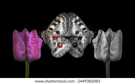 bright apollo butterflies on tulip flowers in dew drops isolated on black
