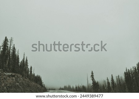 gloomy and misty roadside with a forest of pine trees under an overcast sky, setting a somber tone Royalty-Free Stock Photo #2449389477