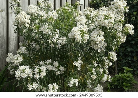 Choisya aztec pearl, garden bush with flowers Royalty-Free Stock Photo #2449389595