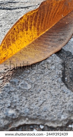 Dried Leaves Closed Up Photo Image Background Leaves