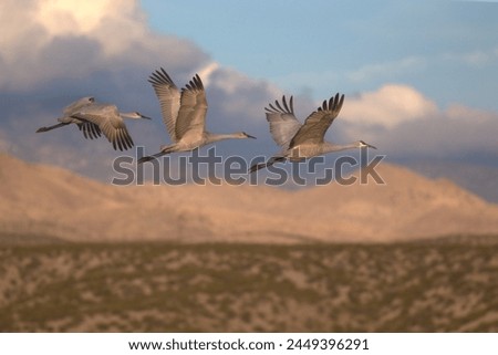 Bosque Del Apache, Sandhill Cranes Flying over Landscape Royalty-Free Stock Photo #2449396291