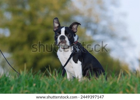 Cute purebred Boston Terrier on a leash in the park on the grass during a walk. 4-month old Boston Terrier puppy with blurry background. This can illustrate the work of education and obedience.