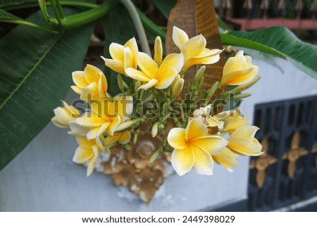 White and yellow plumeria flowers blooming on tree, frangipani, tropical flowers