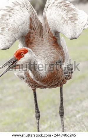 front view, close distance of , an alarmed Sand Hill crane, by approaching people Royalty-Free Stock Photo #2449406245