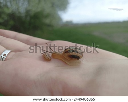 Caucasotachea vindobonensis is a species of medium-sized air-breathing land snail, a terrestrial pulmonate gastropod in the family Helicidae. Royalty-Free Stock Photo #2449406365