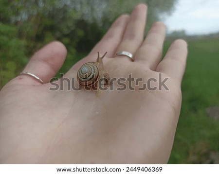 Caucasotachea vindobonensis is a species of medium-sized air-breathing land snail, a terrestrial pulmonate gastropod in the family Helicidae. Royalty-Free Stock Photo #2449406369