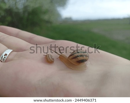 Caucasotachea vindobonensis is a species of medium-sized air-breathing land snail, a terrestrial pulmonate gastropod in the family Helicidae. Royalty-Free Stock Photo #2449406371