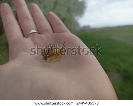 Caucasotachea vindobonensis is a species of medium-sized air-breathing land snail, a terrestrial pulmonate gastropod in the family Helicidae. Royalty-Free Stock Photo #2449406373