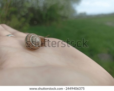 Caucasotachea vindobonensis is a species of medium-sized air-breathing land snail, a terrestrial pulmonate gastropod in the family Helicidae. Royalty-Free Stock Photo #2449406375