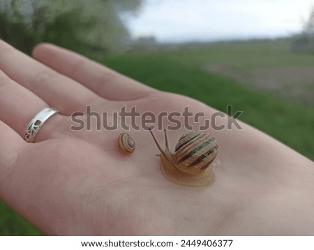 Caucasotachea vindobonensis is a species of medium-sized air-breathing land snail, a terrestrial pulmonate gastropod in the family Helicidae. Royalty-Free Stock Photo #2449406377
