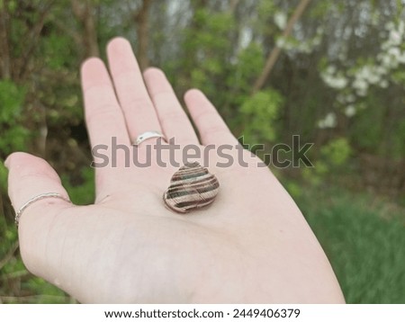 Caucasotachea vindobonensis is a species of medium-sized air-breathing land snail, a terrestrial pulmonate gastropod in the family Helicidae. Royalty-Free Stock Photo #2449406379