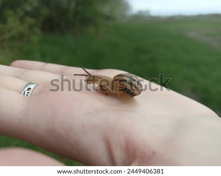 Caucasotachea vindobonensis is a species of medium-sized air-breathing land snail, a terrestrial pulmonate gastropod in the family Helicidae. Royalty-Free Stock Photo #2449406381