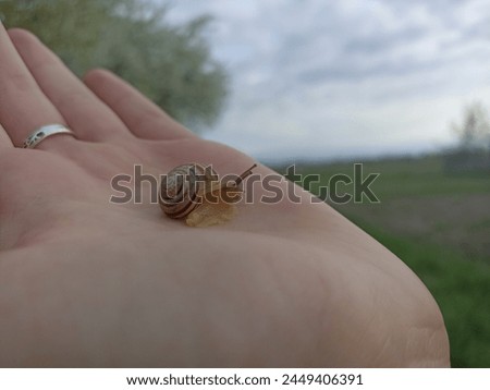 Caucasotachea vindobonensis is a species of medium-sized air-breathing land snail, a terrestrial pulmonate gastropod in the family Helicidae. Royalty-Free Stock Photo #2449406391