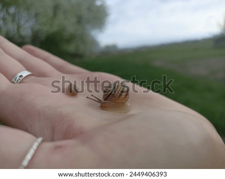 Caucasotachea vindobonensis is a species of medium-sized air-breathing land snail, a terrestrial pulmonate gastropod in the family Helicidae. Royalty-Free Stock Photo #2449406393