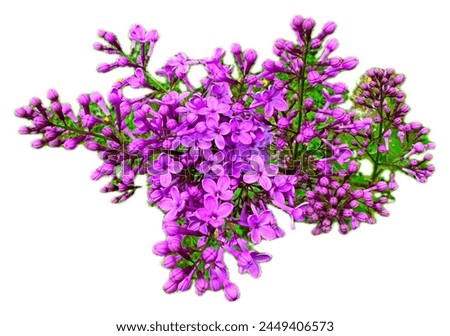 Spring flower, branch purple lilac isolated on white background. Syringa vulgaris. Beautiful purple flowers of fresh lilac blossom. Spring flowers concept high resolution image.