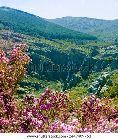 spring landscape of heather flowers with a waterfall background