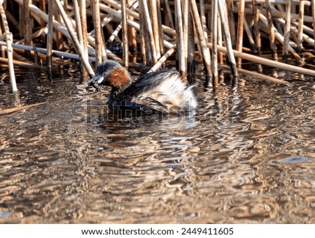 Tiny dabchick with a chestnut throat and cheeks, swims on a Dublin pond in breeding plumage.