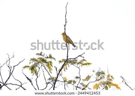 Male Saffron Finch Bird of the species Sicalis flaveola Royalty-Free Stock Photo #2449412453