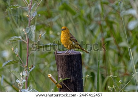 Male Saffron Finch Bird of the species Sicalis flaveola Royalty-Free Stock Photo #2449412457