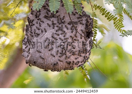 Nest of Long-waisted Honey Wasps of the Subgenus Myrapetra Royalty-Free Stock Photo #2449412459
