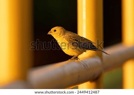 Male Saffron Finch Bird of the species Sicalis flaveola Royalty-Free Stock Photo #2449412487