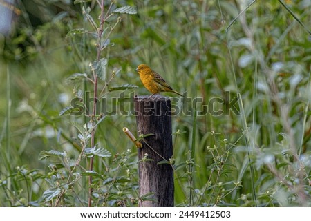 Male Saffron Finch Bird of the species Sicalis flaveola Royalty-Free Stock Photo #2449412503