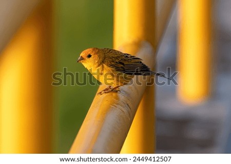 Male Saffron Finch Bird of the species Sicalis flaveola Royalty-Free Stock Photo #2449412507