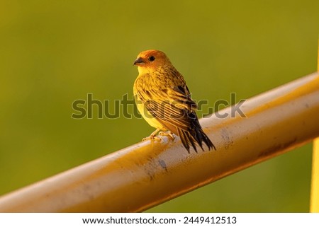 Male Saffron Finch Bird of the species Sicalis flaveola Royalty-Free Stock Photo #2449412513