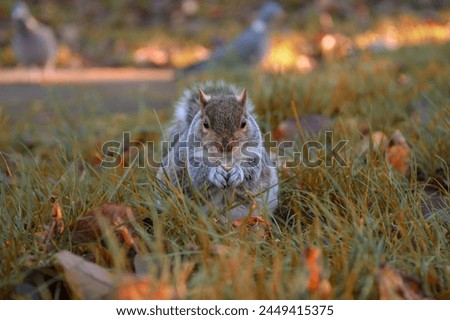 Closeup of a squirrel in the grass