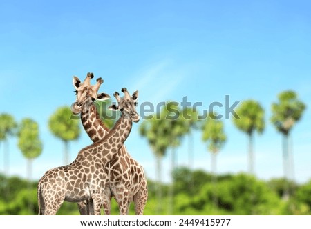 Two cute curiosity giraffes on summer landscape background. Couple of giraffe looks interested. Animal stares interestedly. Beautiful scenic with pair of giraffe, palm trees and blue sky