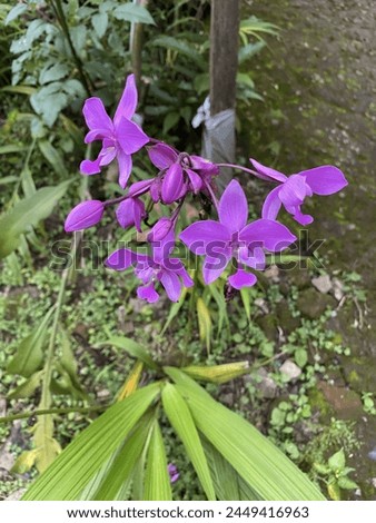 beautiful purple ground orchid flowers