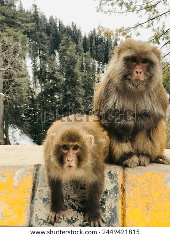 Asian two innocent monkeys, monkeys pictures free download