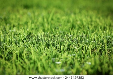 beautiful grass on nature background
