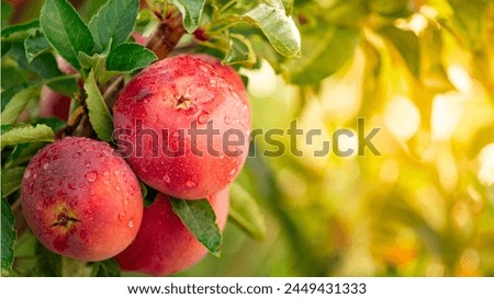 The apple is one of the pome (fleshy) fruits.
 Apples at harvest vary widely in size, shape, colour, and acidity, but most are fairly round and some shade of red or yellow. 
The thousands of varieties Royalty-Free Stock Photo #2449431333