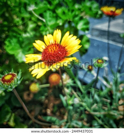 Gaillardia pulchella is a North American species of short-lived perennial or annual flowering plants in the sunflower family. 