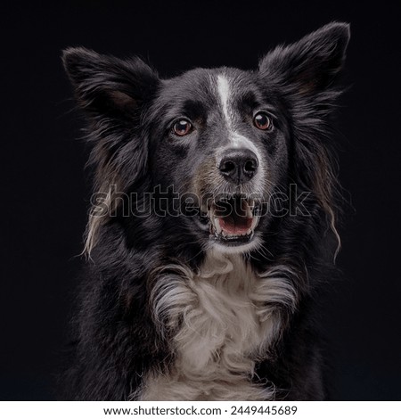 border collie dog pet photography