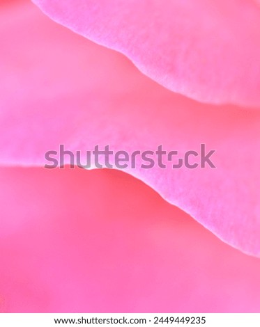 Pale pink rose flower. Macro flowers backdrop for holiday design. Soft focus, abstract floral background Royalty-Free Stock Photo #2449449235