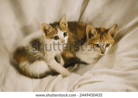the two cute kitties in the garden