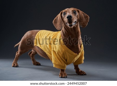 Dachshund dog portrait pet photography                              