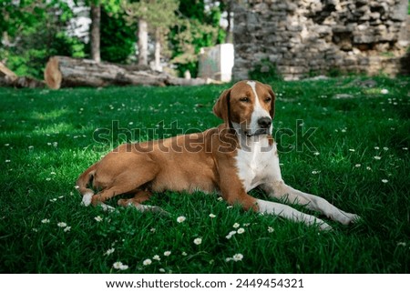 Relaxed Brown and White Dog in Green Park Royalty-Free Stock Photo #2449454321